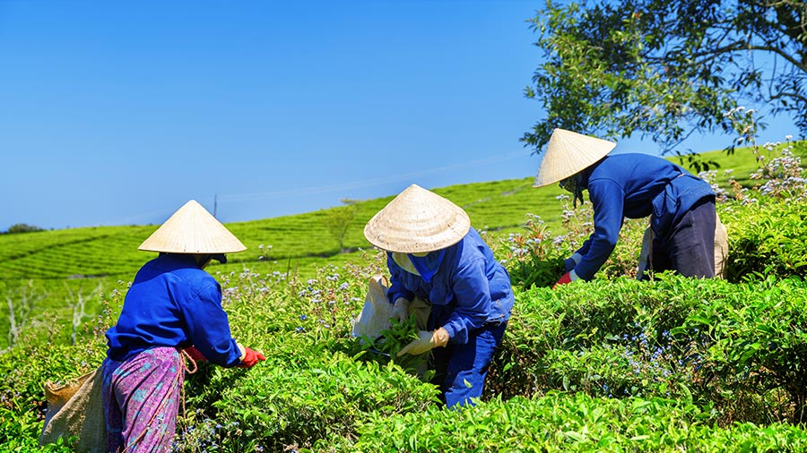 Vietnam's Agriculture Sector - Investment Guide